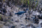 Little Blue Heron