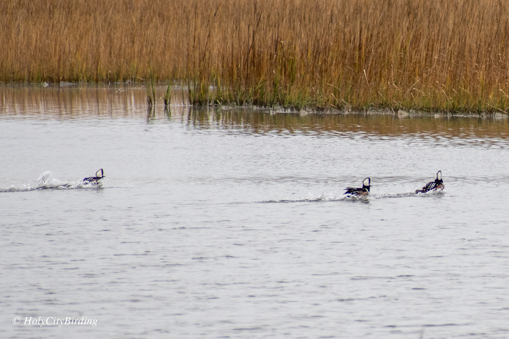 Hooded Mergansers