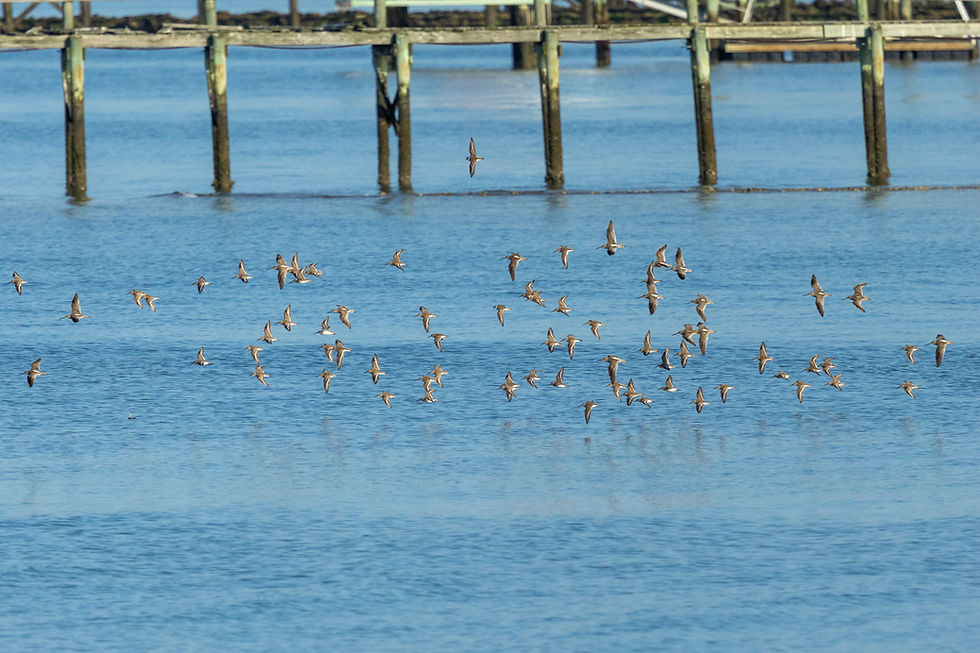 Mixed flock of migrating shorebirds flying over shallow tidal flats at Pitt Street Bridge during fall migration.
