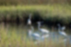 Great Egrets, Tri-colored Heron, Snowy Egret