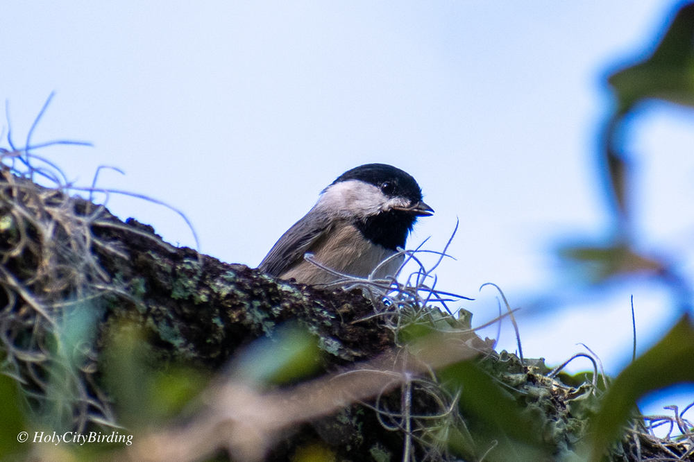 Carolina Chickadee Carolina Chickadee