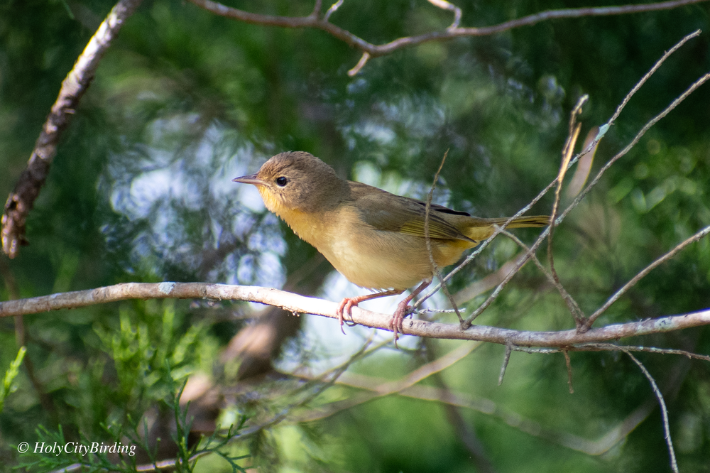 Common Yellowthroat Common Yellowthroat
