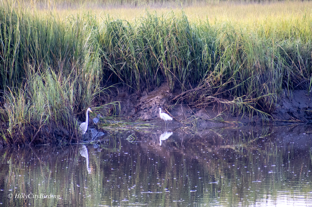 Great Egret, Tri-colored Heron, Snowy Egret Great Egret, Tri-colored Heron, Snowy Egret
