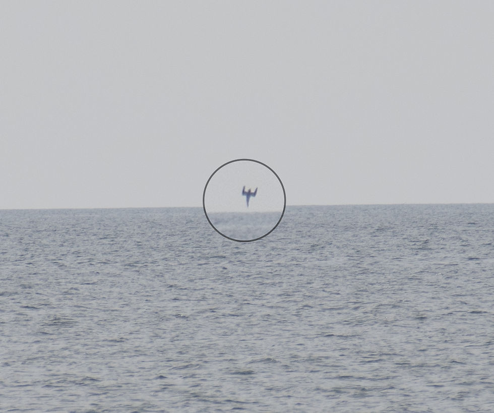 A distant Northern Gannet plunge-diving into the ocean, circled to highlight the action