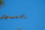 Painted Bunting