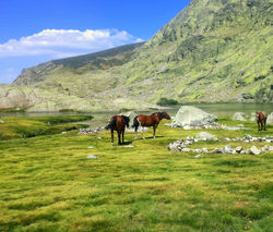 LAGUNA DE GREDOS - CABALLOS