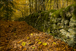 abedular_somosierra[1]