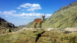 CABRA DE GREDOS
