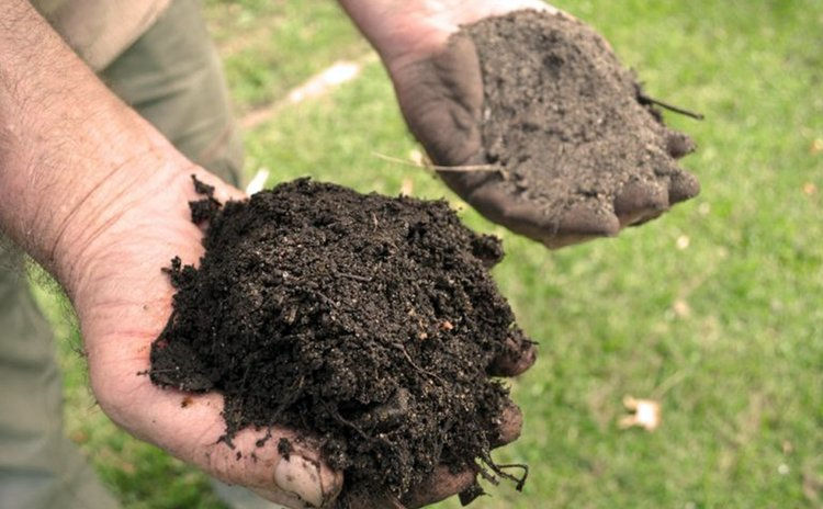 How to Revive Soil Naturally in New Brunswick