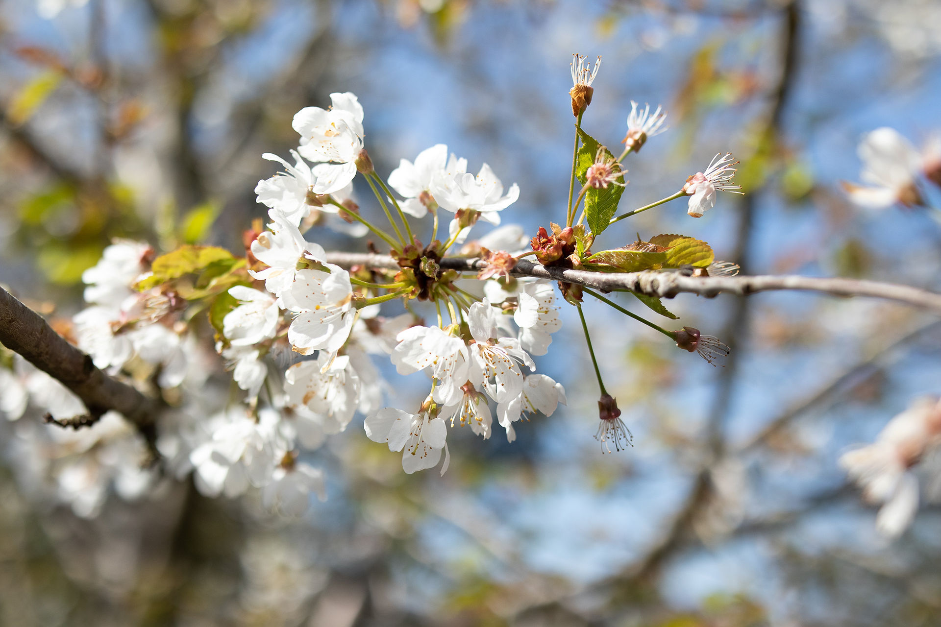 blossom