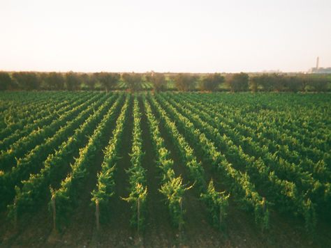 Unveiling Calabria's Hidden Wine Treasures: A Journey Through Gaglioppo and Cirò Rosso