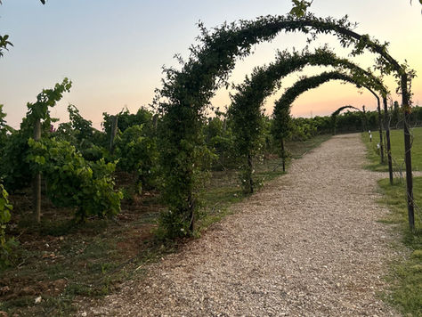 Unveiling Southern Italy's Wine Regions