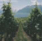Lush Aglianico grape vines in a sunny Campania vineyard during harvest season.