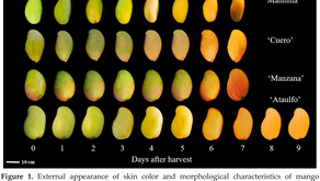 POST-HARVEST CHARACTERISTICS OF MANGO FRUITS FROM SOCONUSCO, CHIAPAS...
