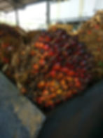 Racimo de frutos de palma de aceite Elaeis guinensis. Los residuos agroindustriales se utilizan para las dietas de alimentación de vacas y borregos