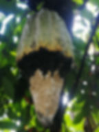 Moniliasis en la mazorcas de cacao.