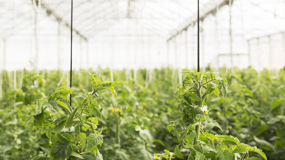 How To Choose an LED Grow Lights For Indoor Plants In 4 Easy Steps