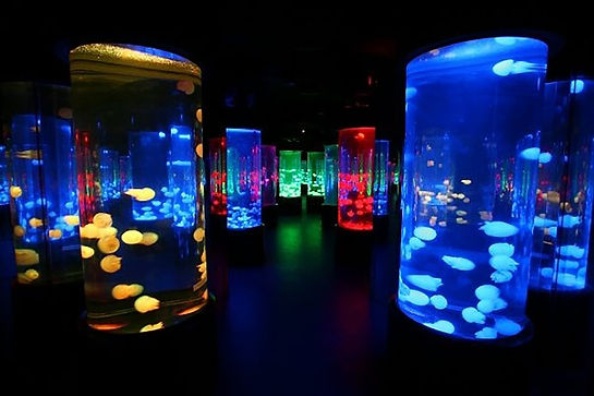 Marine_World_Sea_Jelly_Spectacular_2517x1675_ccexpress.jpeg