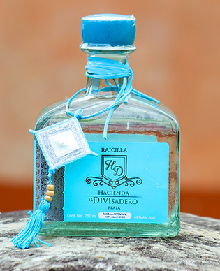 Agave cenizo