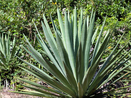 Cousins, Not Twins: How to Tell Raicilla from Mezcal and Tequila
