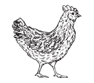 Chicken-Ill.gif