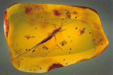 Meer over barnsteen en Texel