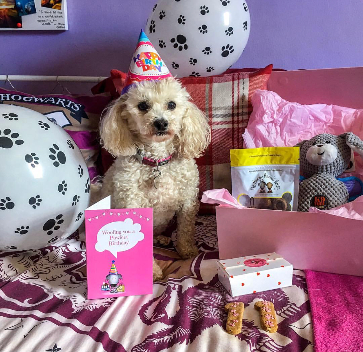 11th Birthday Pawty!