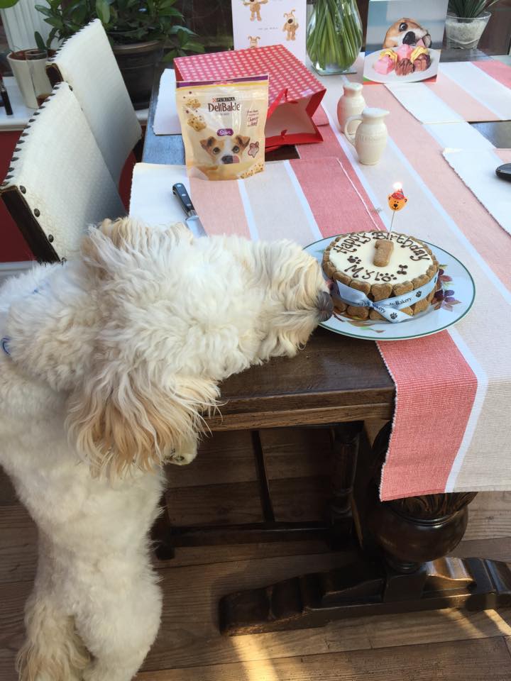 Lovely Mylo .. Must .. Eat .. Cake!
