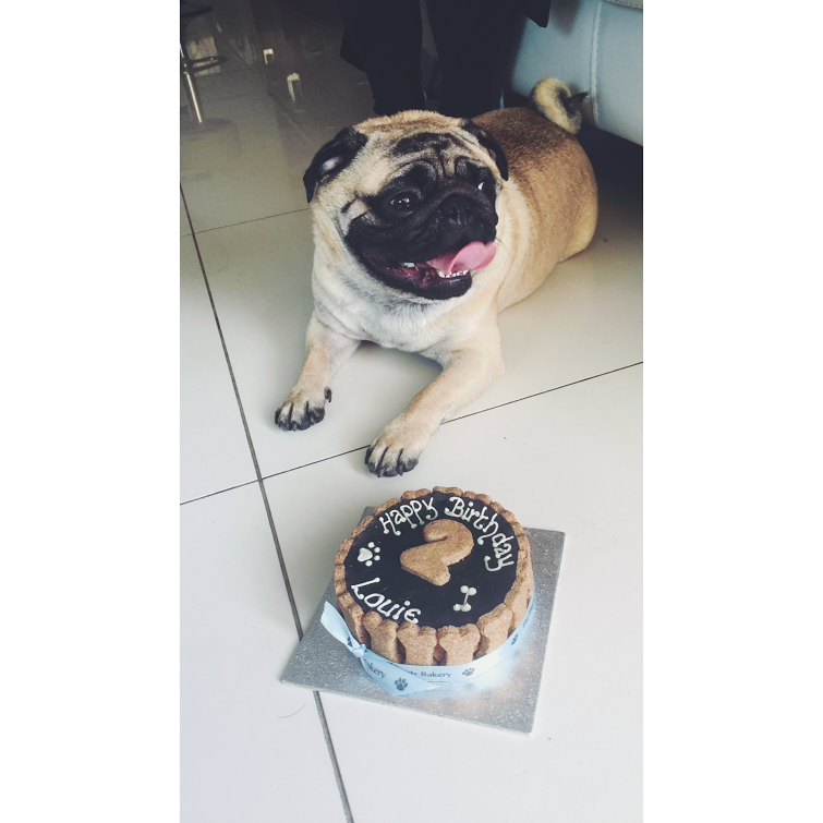Little Louie turns 2!