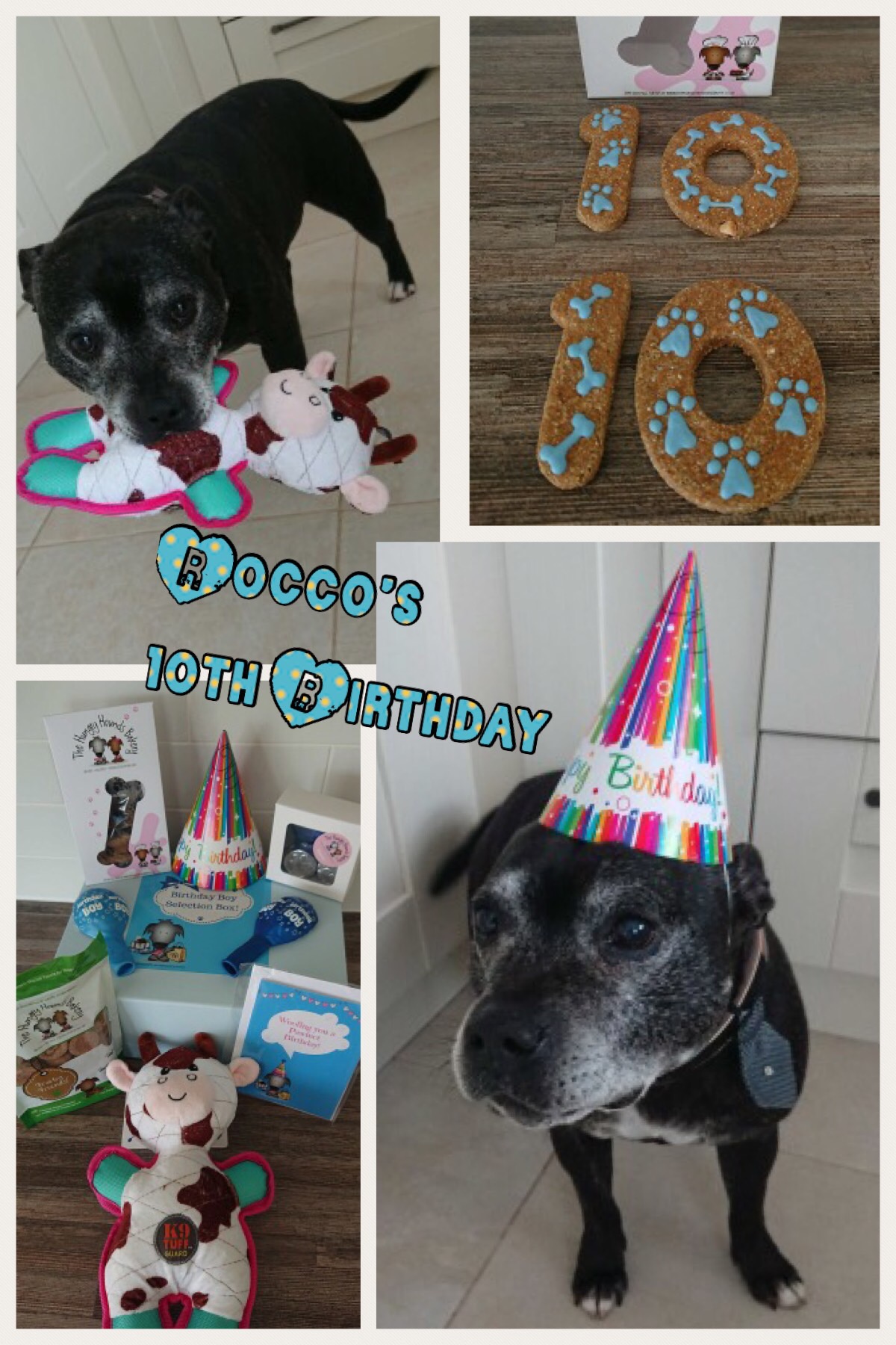 Rocco turns 10!