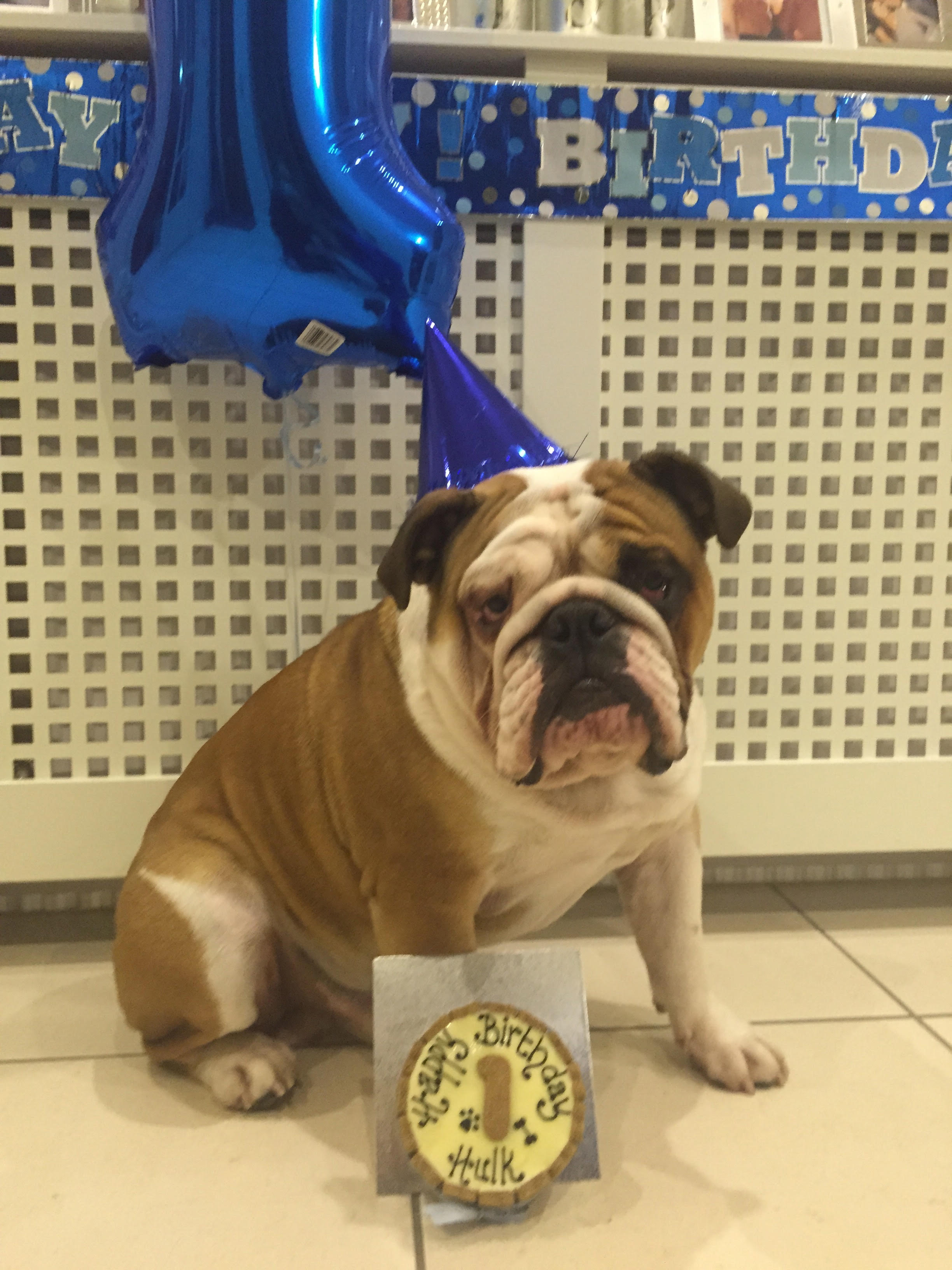 Happy 1st Birthday Hulk!