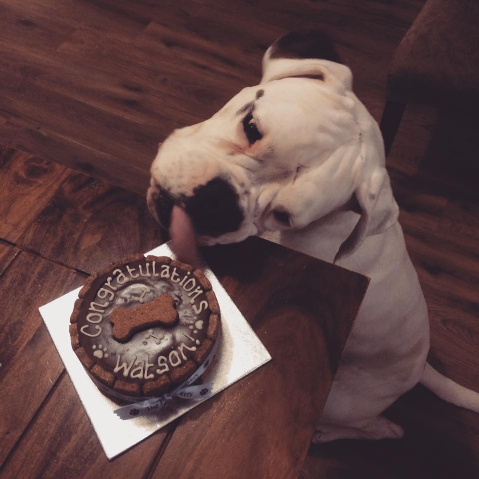 Watson Wins Best Office Dog