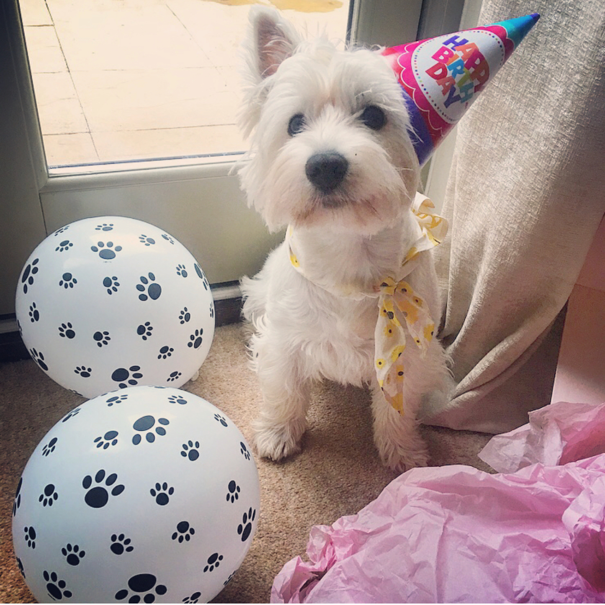 Lola rocking her party hat