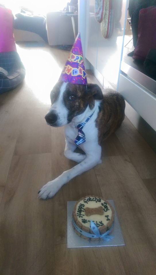 Toby on his 'Gotcha Day'