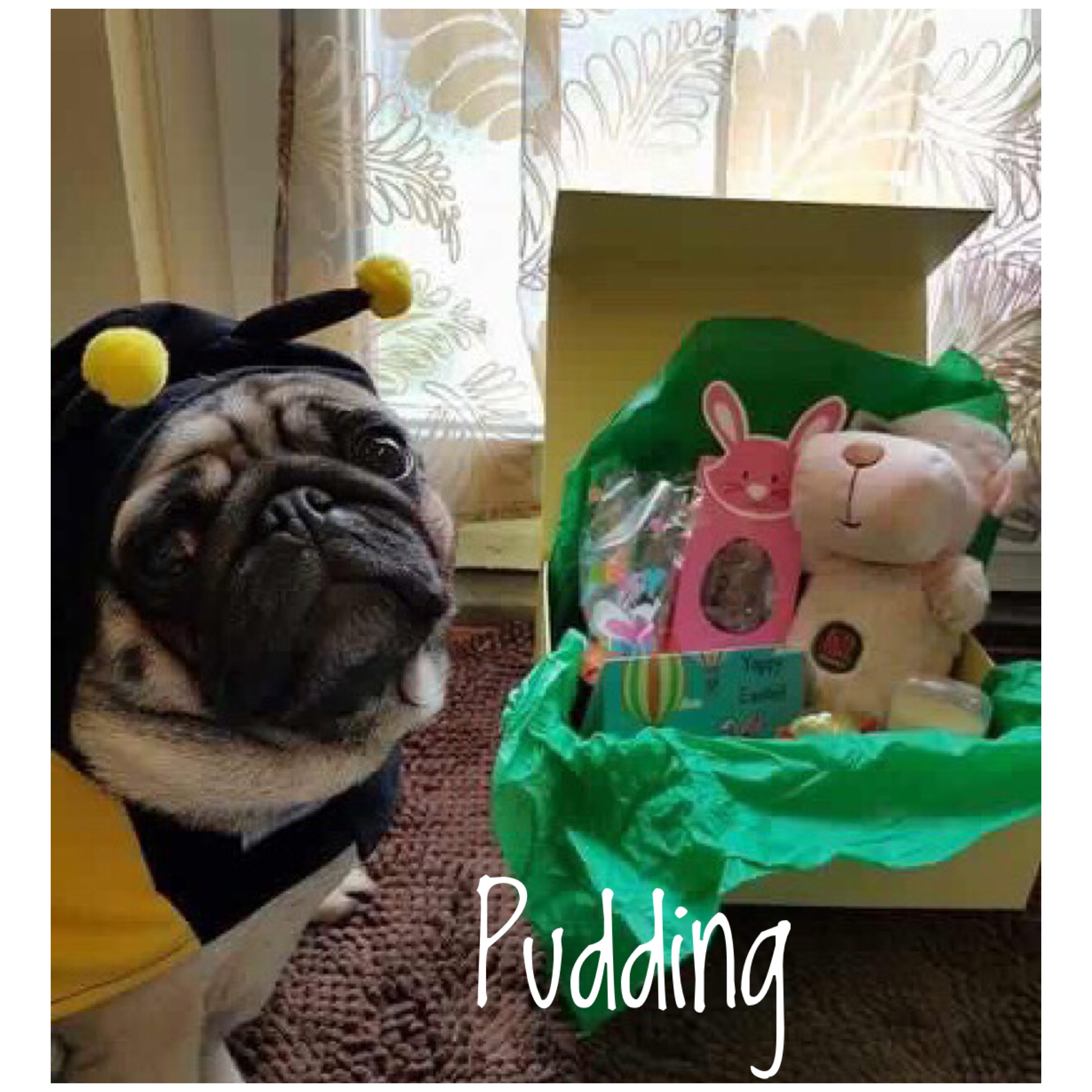 Pudding
