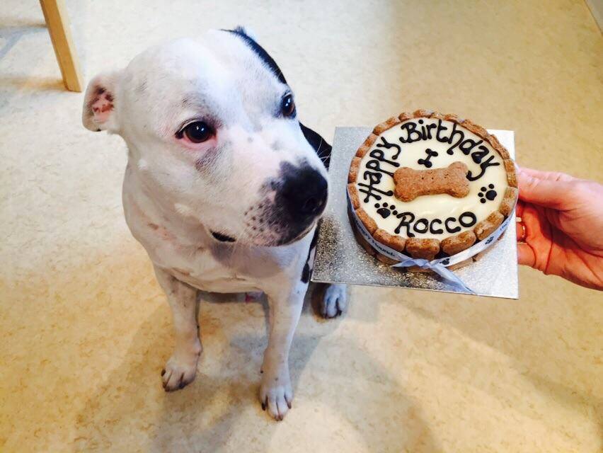 Gorgeous Rescue Boy Rocco