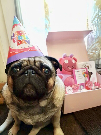 Pudding's Birthday Box!