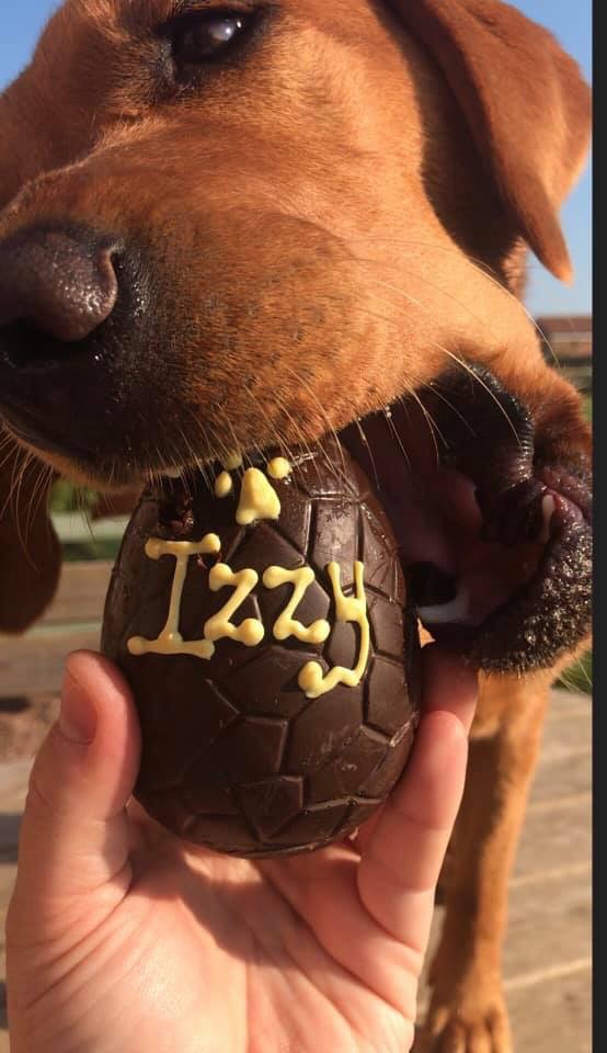 Lush Lab Izzy