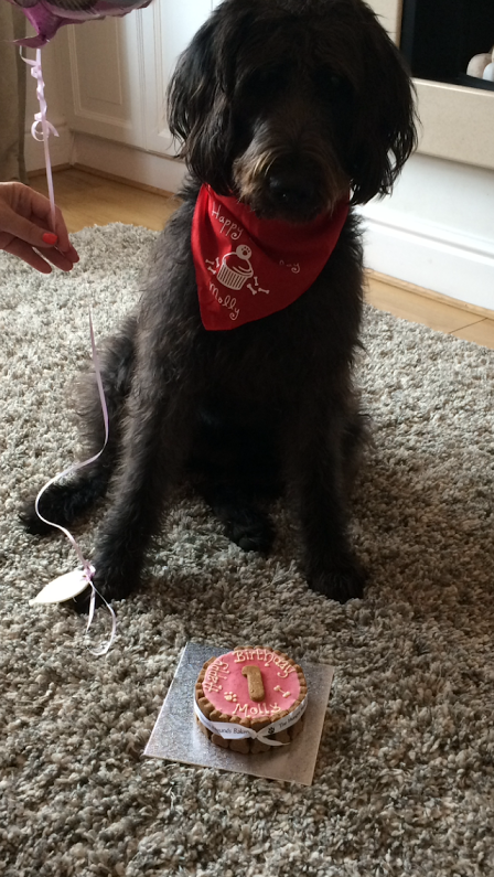Lovely Labradoodle Molly