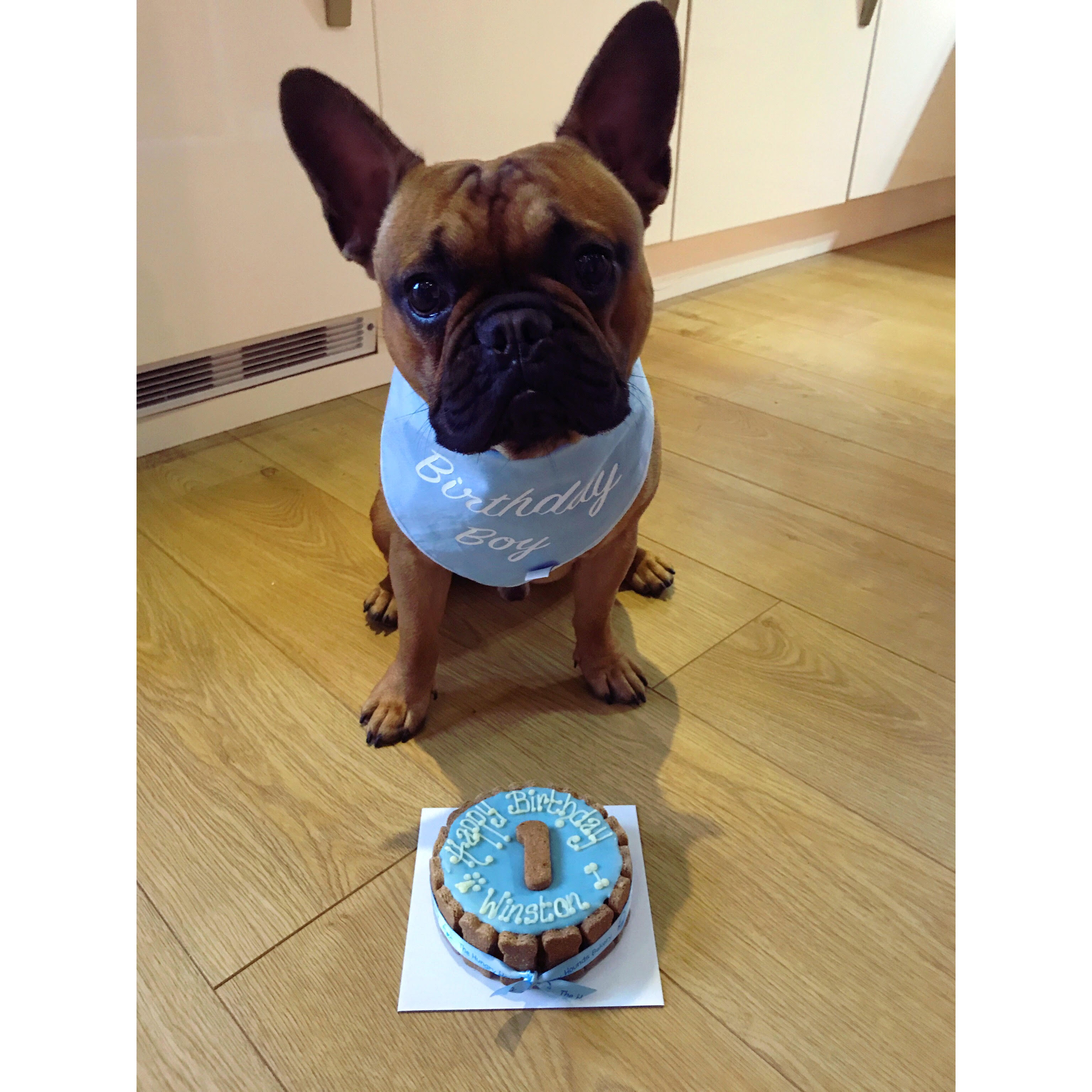 Winston's 1st Birthday Celebration!