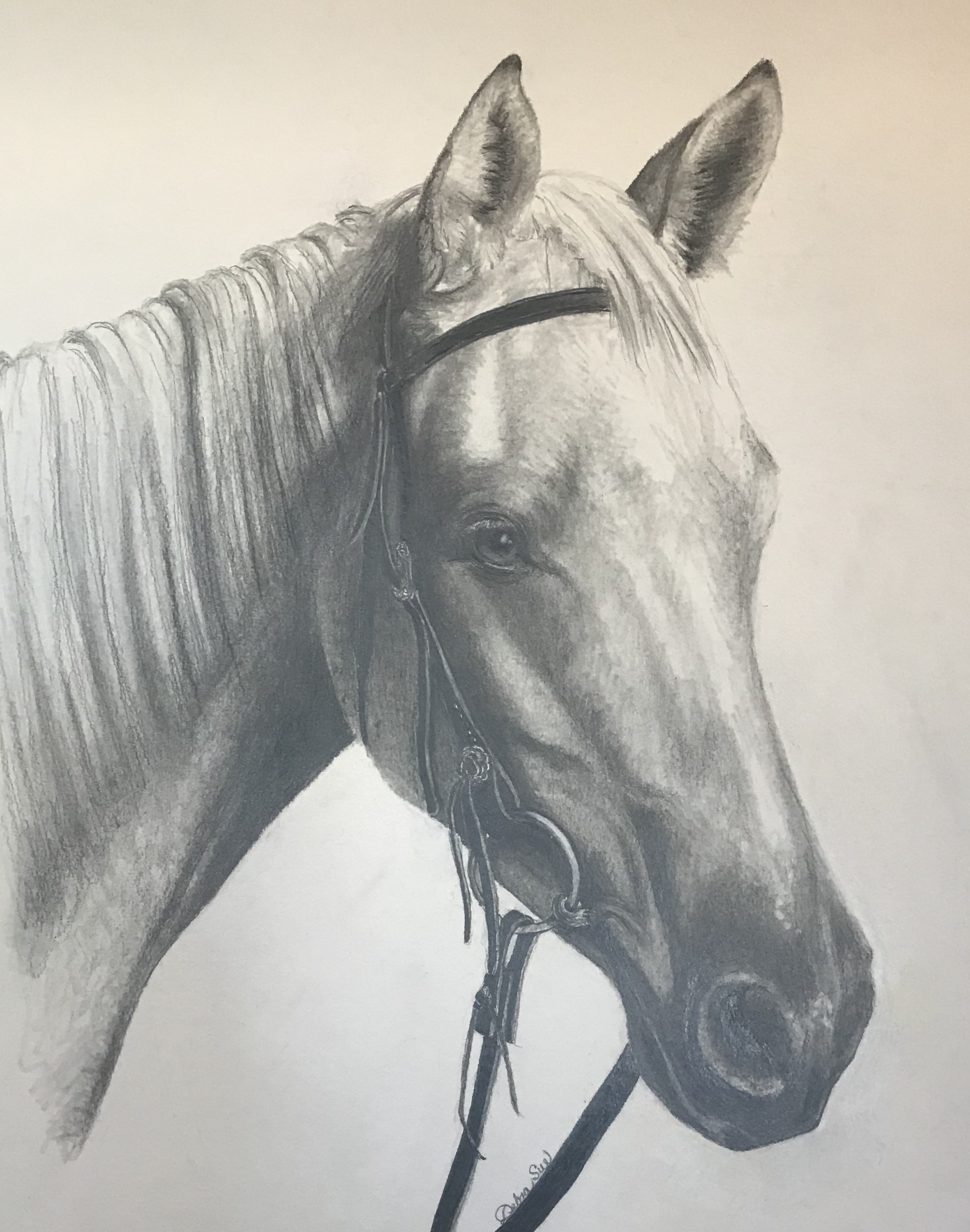 Linda Golden's Palomino