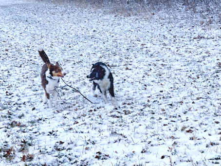 Two Border Collies playing with a stick in a snowy Vermont field on April 8th, 2025, during an unexpected spring snowstorm.