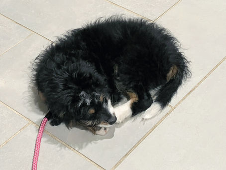 A puppy sleeping on tile flooring.