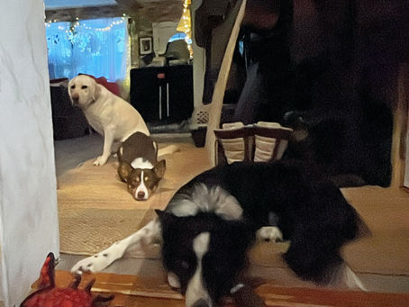 Three dogs all looking towards the camera.