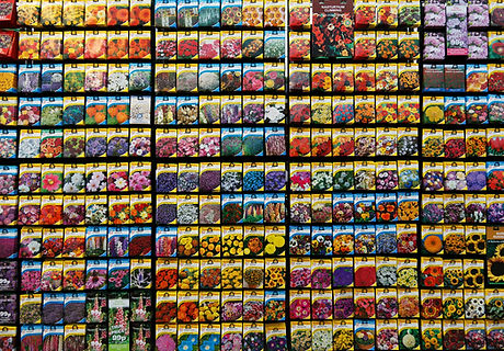 Seed Wholesale Distribution