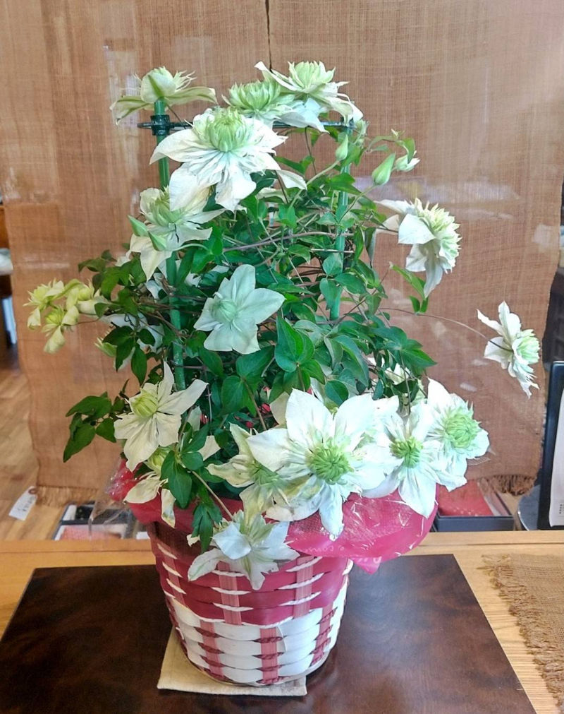 今年も咲いてくれました