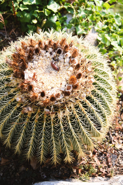 Golden Barrel Cactus