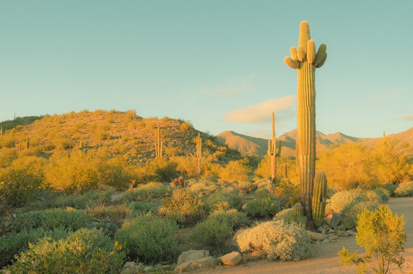 Saguaro Seedling