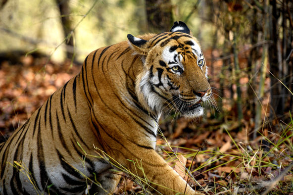 alt="Bengalischer Tiger in indischer Wildnis, fotografiert in natürlicher Umgebung".
