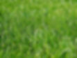 GrassStains_Banner.jpg
